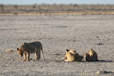 Güzel bir Afrika aslanı ve hayvanları.