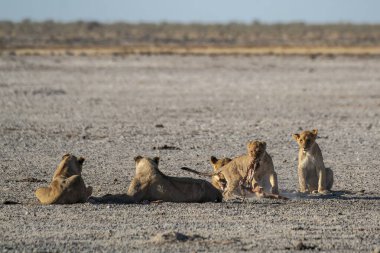 Afrika bozkırlarında aslan ve aslan