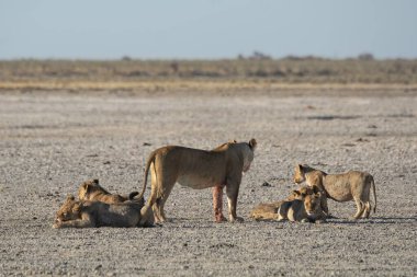 Savanadaki bir grup vahşi hayvan.
