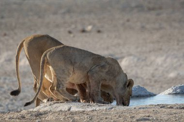 Sudaki sevimli bir Afrikalı kedinin yakın plan fotoğrafı.