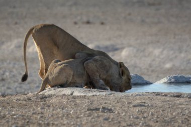 Etoşa 'daki su birikintisinden su içen aslan.