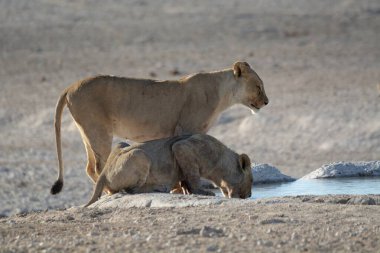 Aslan sudan su içiyor.