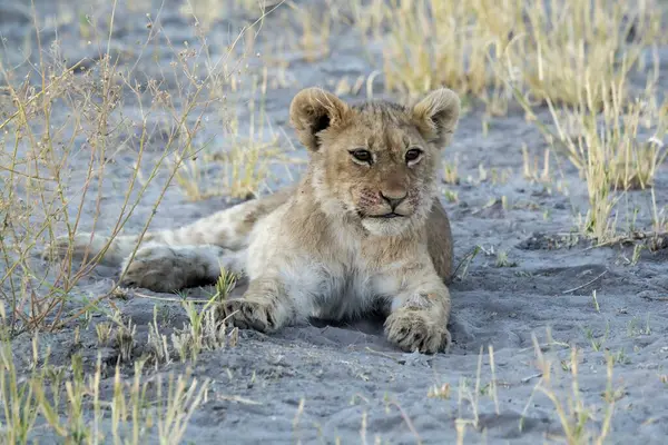 Kenya Afrika 'nın savanasında bir aslan