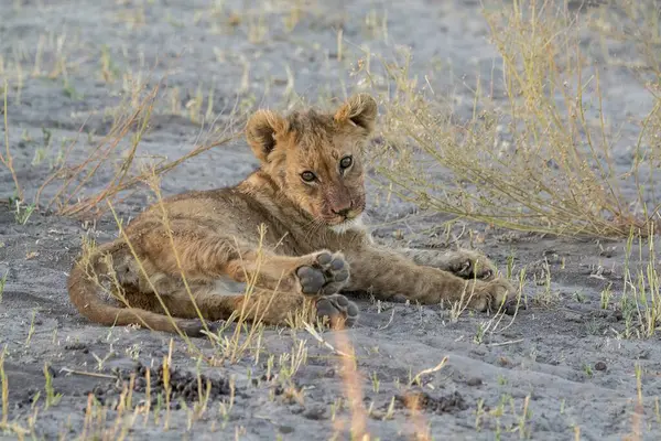 Aslan yavrusu çimenlerde yatıyor.