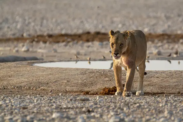 Genç dişi aslan çöldeki kuru kum çukurunda yürüyor.