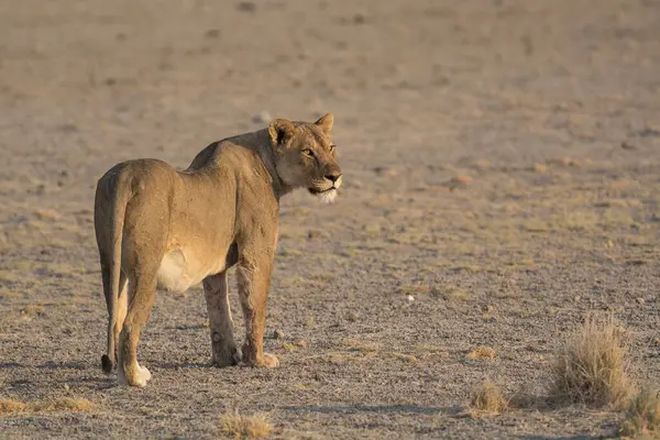 Çöldeki vahşi aslan