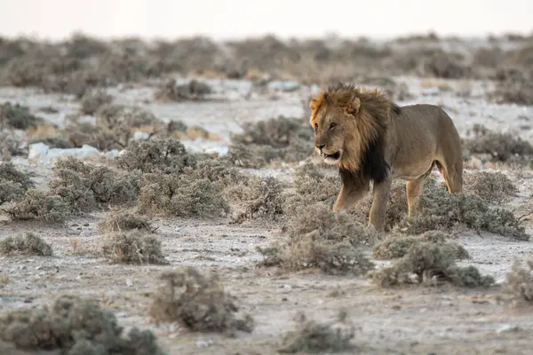 Çöldeki vahşi aslan