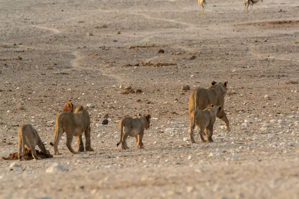 Etoşa Ulusal Parkı 'nda bir grup aslan.