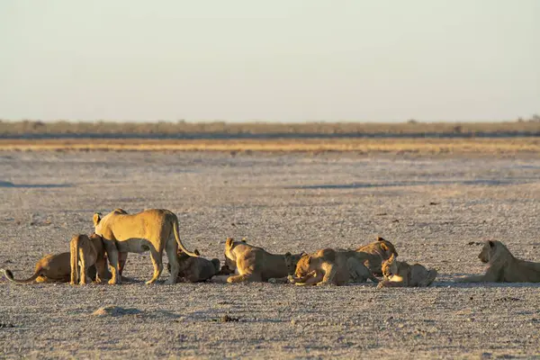 Namibya 'daki Etoşa Ulusal Parkı' nda bir grup Afrika aslanı.