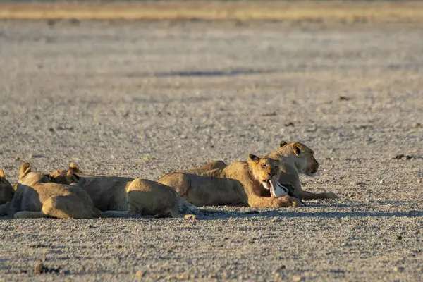 Dişi aslan, panthera aslanı, yetişkin dişi yavru, kuru çölde içme suyu, etosha, namibia, afrika