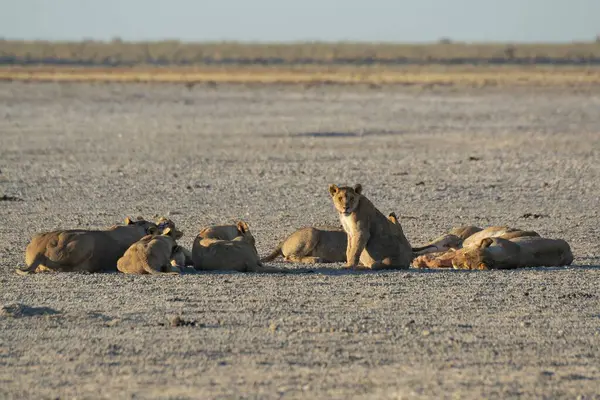 Kenya savanındaki Afrika aslanları