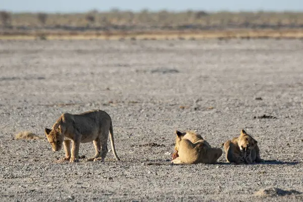 Güzel bir Afrika aslanı ve hayvanları.