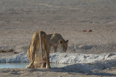 Suda kırmızı bir deliği olan genç beyaz bir aslan.