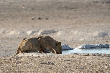 Genç bir erkek aslan su içiyor.
