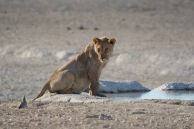 Afrika aslanı etosha namibya 'da su içiyor.