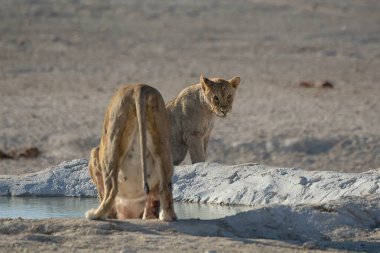 Etoşa, namibya 'da bir delikle oynayan iki erkek ve dişi aslan.