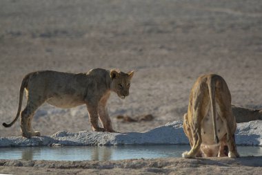 Etoşa Ulusal Parkı, Namibya 'da su içen dişi bir beyaz ve kahverengi aslan..