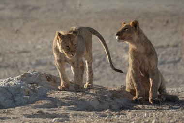 Çölde birbirleriyle oynayan iki genç aslan.