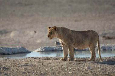 Afrika aslanı Etoşa Ulusal Parkı, Namibya 'daki su birikintisinde içiyor..