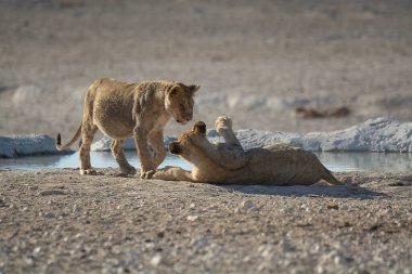 Bir çift aslan suda savaşıyor.