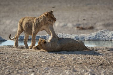 Etoşa parkında iki aslan.