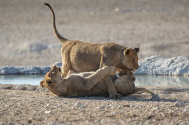 Etoşa Ulusal Parkı 'nda oynayan iki genç aslan, Namibya, Afrika, Afrika