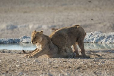 Etoşa kumunda oynayan genç aslanlar