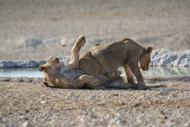 Dişi bir aslan ve bebeği su yüzeyinde.