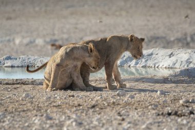 Etoşa, Namibya 'da kuru bir gölde yürüyen beyaz bir aslanın yakın plan fotoğrafı.