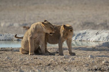 Namibya 'daki Etoşa Ulusal Parkı' nda iki aslan.