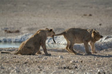 Kuru delikte iki dişi aslan.