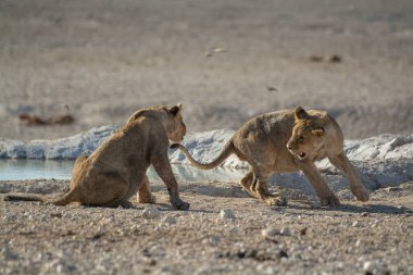 Etoşa Ulusal Parkı, Namibya 'daki su birikintisinde iki aslan.