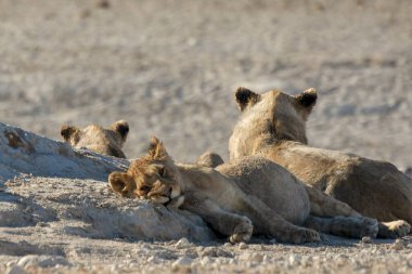 Namibya çölünde aslan ailesi