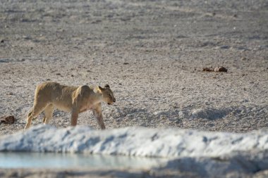 Sudaki şirin bir aslanın yakın plan fotoğrafı.