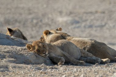 Aslan etkin ulusal park, Namibya