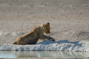 Aslan etkin ulusal park, Namibya