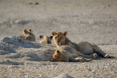 Namibya 'daki Etoşa Ulusal Parkı' nda vahşi bir aslan..