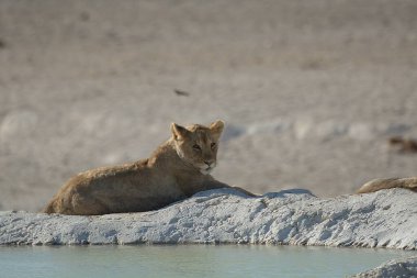 Çöldeki beyaz bir kedinin yakın plan fotoğrafı.
