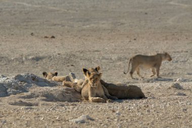 Sahara 'da aslan olan beyaz çöl.