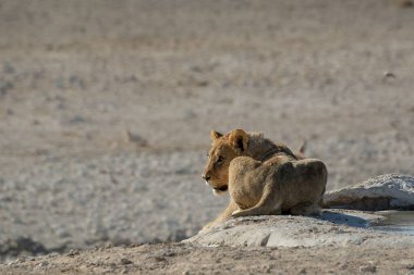 Bir aslanın kumdaki yakın çekimi.