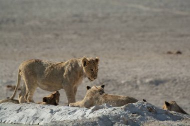 Aslan etkin, Namibia