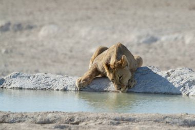Etoşa Ulusal Parkı, Namibya 'dan aslan içme suyu..