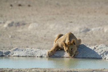 Etoşa Milli Parkı, Namibya 'daki delikte aslan içiyor.