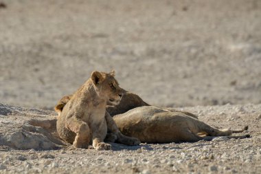 Yerde yatan aslan
