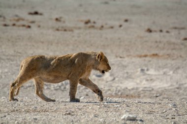 Çölün ortasında vahşi bir aslan yürüyor.