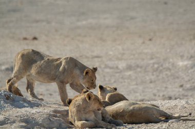 Vahşi hayvanlar, seçici odaklanma