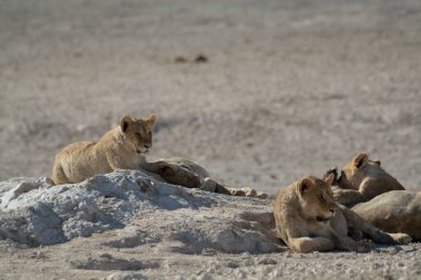Etoşa 'daki beyaz aslan