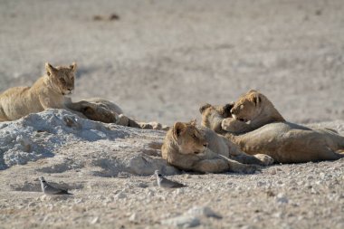 Aslan etkin ulusal park, Namibya