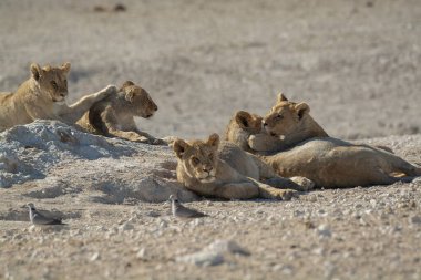 Kuru kumda bir grup vahşi aslan.