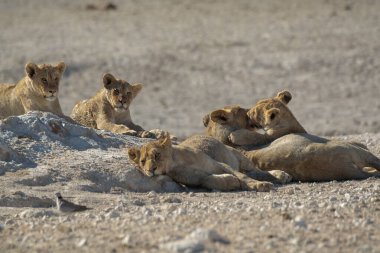 Aslan yavrusu kumda yatıyor.